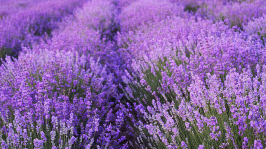 Polje sa cvetovima lavande