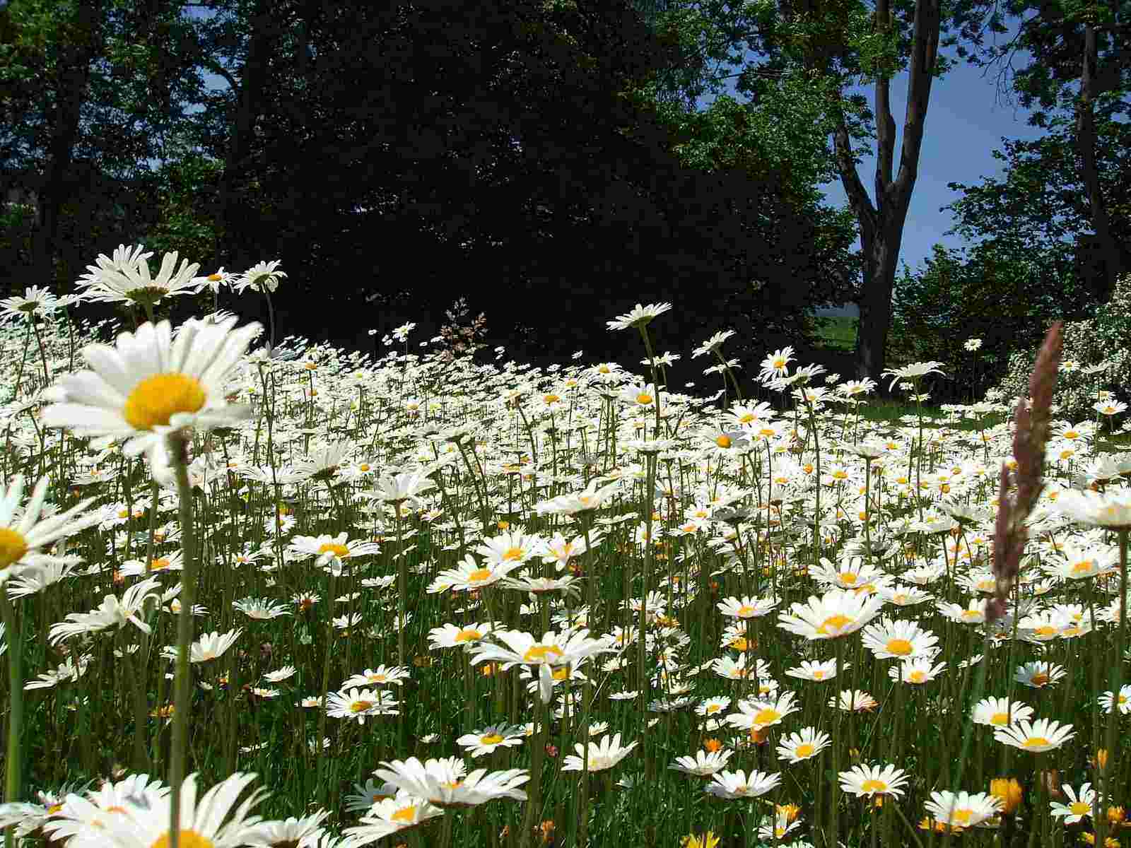 Polje sa kamilicom i drveće