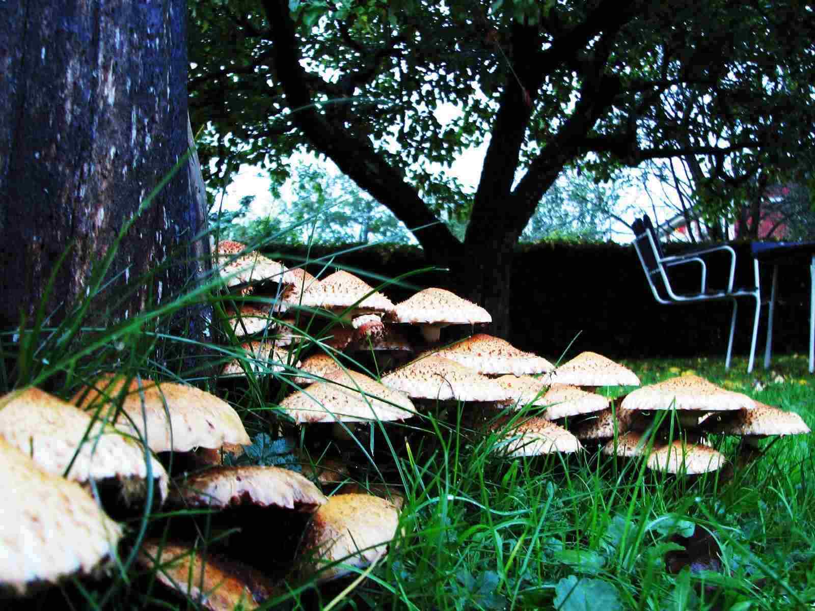Dvorište sa gljivama i travom